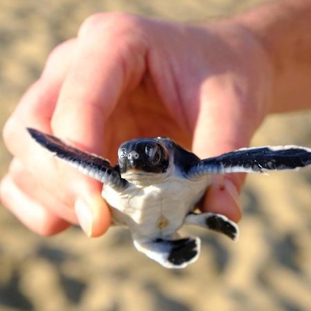Java Turtle Lodge Meru Betiri Бануванги Екстериор снимка