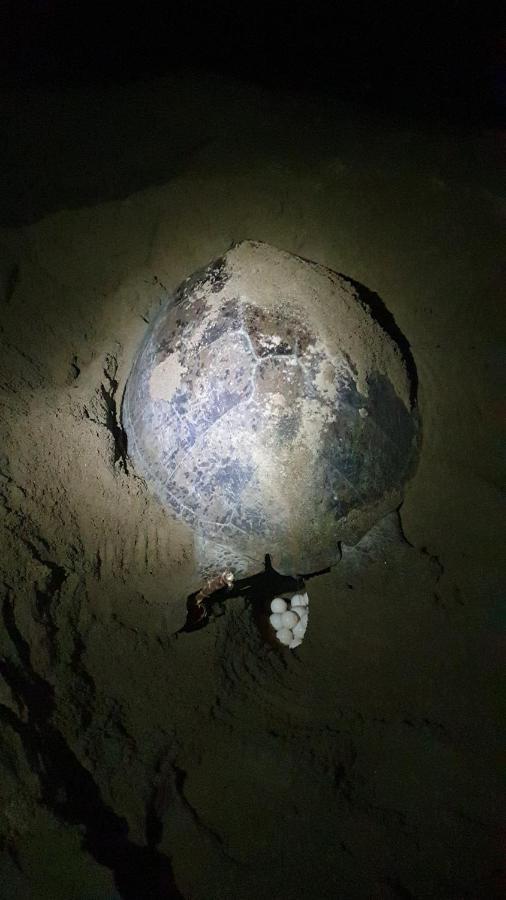 Java Turtle Lodge Meru Betiri Бануванги Екстериор снимка