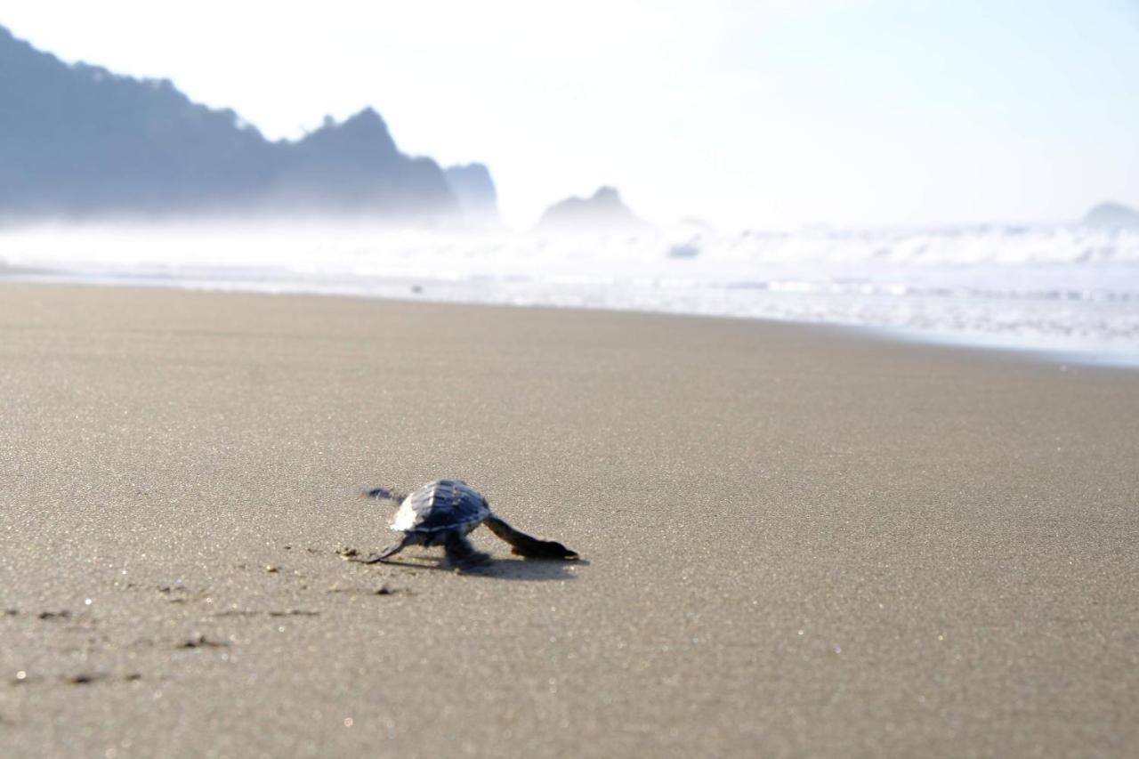 Java Turtle Lodge Meru Betiri Бануванги Екстериор снимка