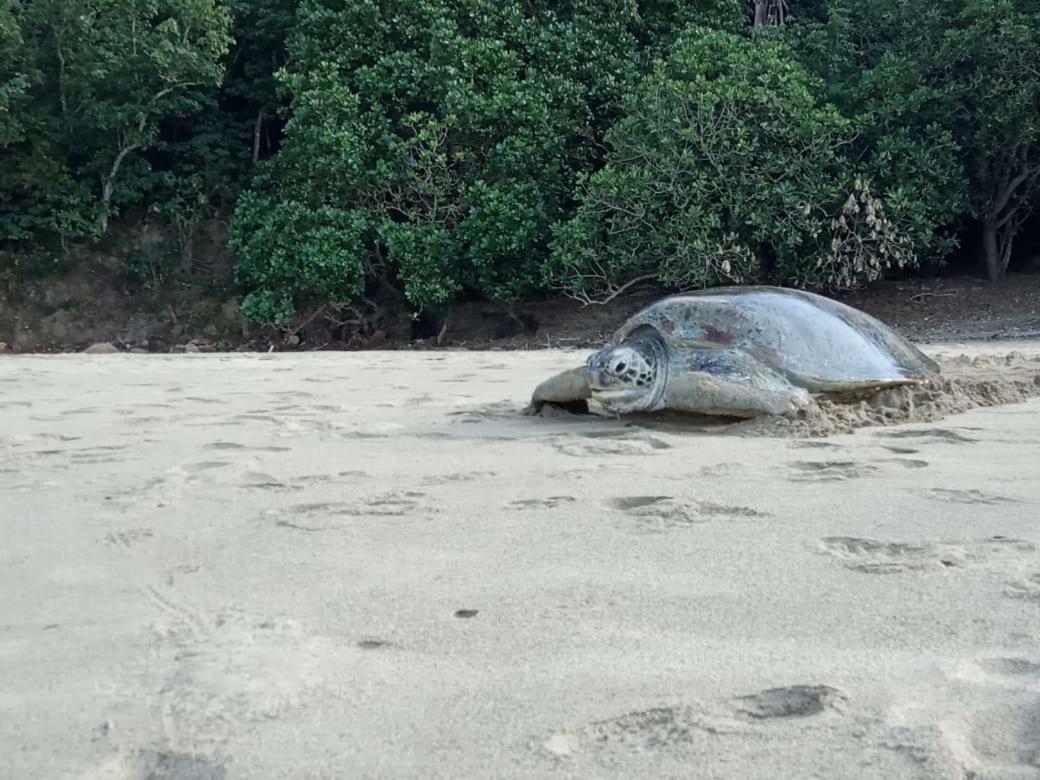 Java Turtle Lodge Meru Betiri Бануванги Екстериор снимка